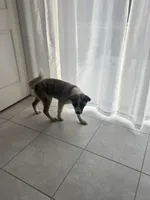 Zara, a female Akita for sale in Davenport, FL – Photo 3 of 3