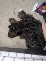 Oodles , a male Goldendoodle for sale in Davenport, FL – 3 of 5