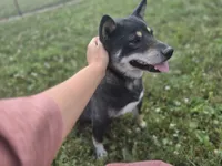 Layla, a female Shiba Inu for sale in Grabill, IN – 4 of 4