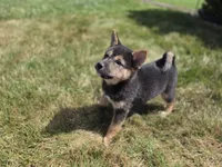 Chloe, a female Shiba Inu for sale in Grabill, IN – 3 of 3