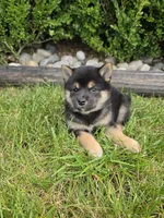 Kylie AKC, a female Shiba Inu for sale in Grabill, IN – 2 of 2
