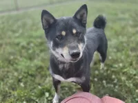 Layla, a female Shiba Inu for sale in Grabill, IN – 3 of 4