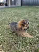 Max, a male Pomapoo for sale in Grabill, IN – 4 of 4