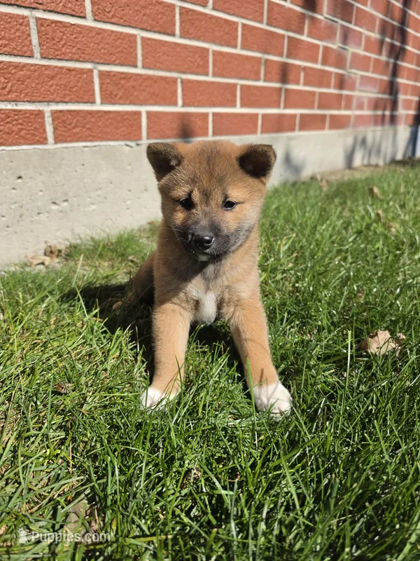 Kenna AKC – Shiba Inu puppy for sale in Grabill, IN