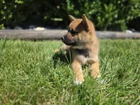 Charlie, a male Shiba Inu for sale in Grabill, IN – 3 of 3