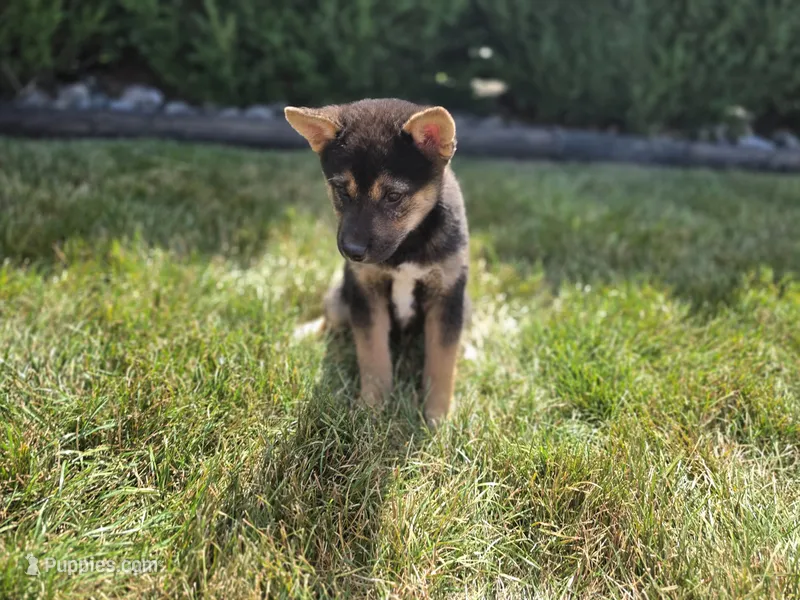 Chloe – Shiba Inu puppy for sale in Grabill, IN