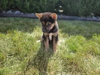 Chloe, a female Shiba Inu for sale in Grabill, IN – 1 of 3