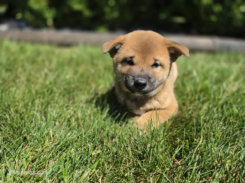 Oscar  – Shiba Inu puppy for sale in Grabill, IN