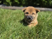 Oscar , a male Shiba Inu for sale in Grabill, IN – 1 of 3