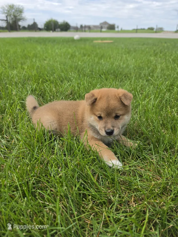 Knox AKC – Shiba Inu puppy for sale in Grabill, IN