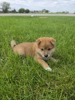 Knox AKC, a male Shiba Inu for sale in Grabill, IN – 1 of 3