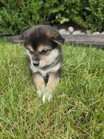 Kate AKC, a female Shiba Inu for sale in Grabill, IN – 2 of 3