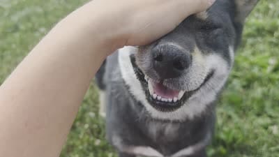 Layla, a female Shiba Inu for sale in Grabill, IN – 5 of 5