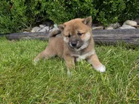 Krystal akc, a female Shiba Inu for sale in Grabill, IN – 3 of 3