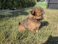 Max, a male Pomapoo for sale in Grabill, IN – 2 of 4