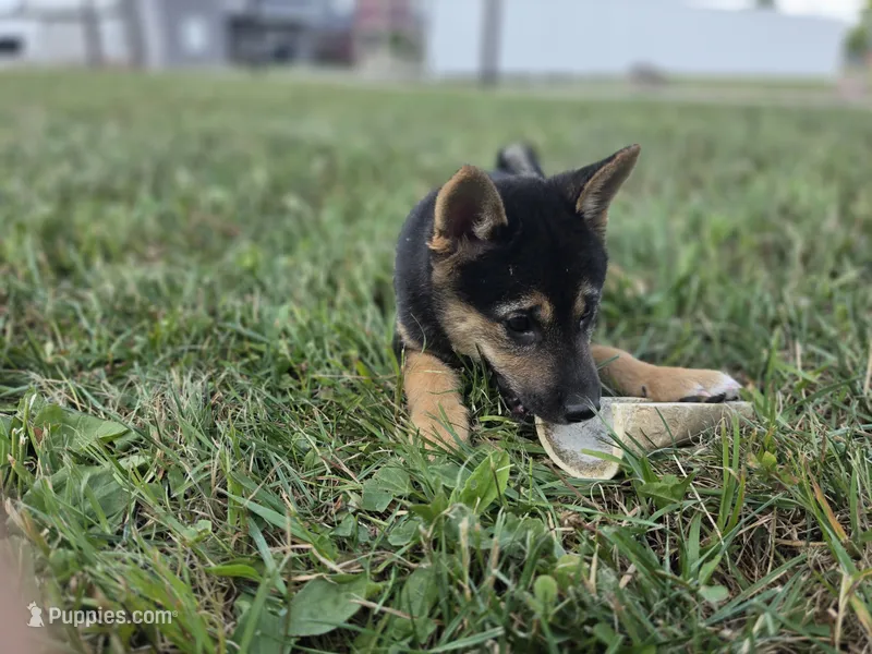 Chloe – Shiba Inu puppy for sale in Grabill, IN