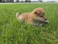 Knox AKC, a male Shiba Inu for sale in Grabill, IN – 2 of 3