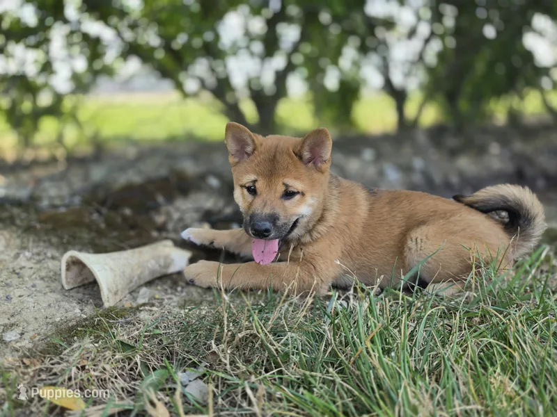 Oscar  – Shiba Inu puppy for sale in Grabill, IN
