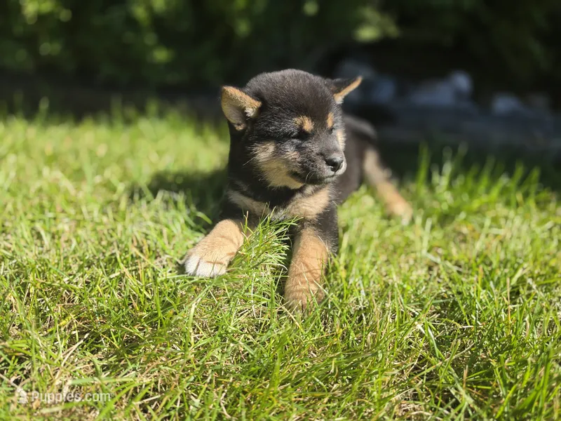 Kylie AKC – Shiba Inu puppy for sale in Grabill, IN
