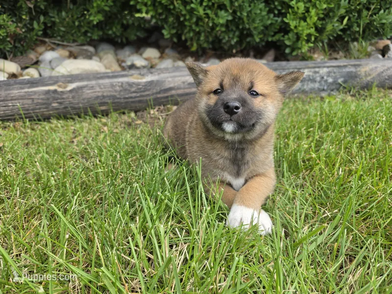 Kenna AKC – Shiba Inu puppy for sale in Grabill, IN