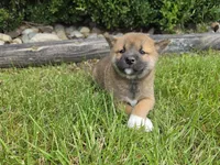 Kenna AKC, a female Shiba Inu for sale in Grabill, IN – 1 of 2