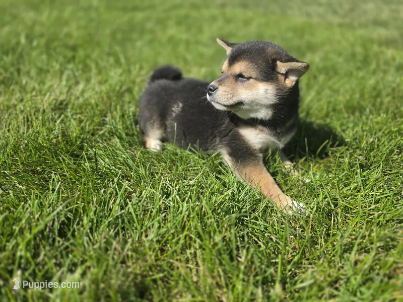 Kate AKC – Shiba Inu puppy for sale in Grabill, IN