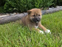 Kenna AKC, a female Shiba Inu for sale in Grabill, IN – 2 of 2