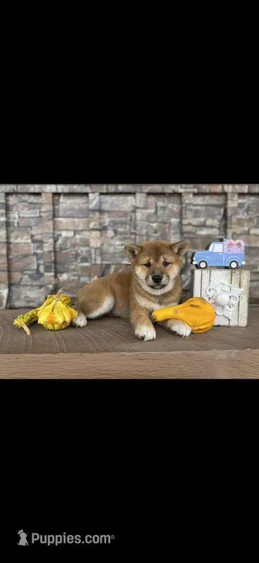 Krystal akc – Shiba Inu puppy for sale in Grabill, IN