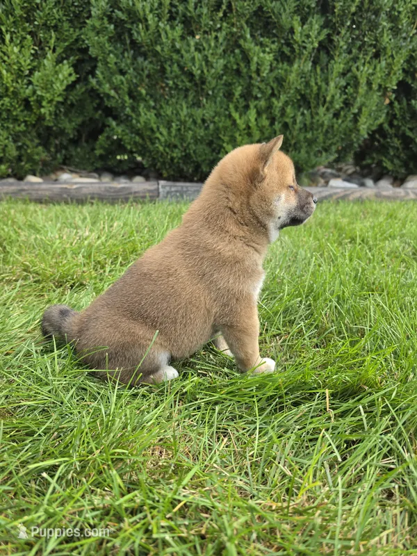 Krystal akc – Shiba Inu puppy for sale in Grabill, IN