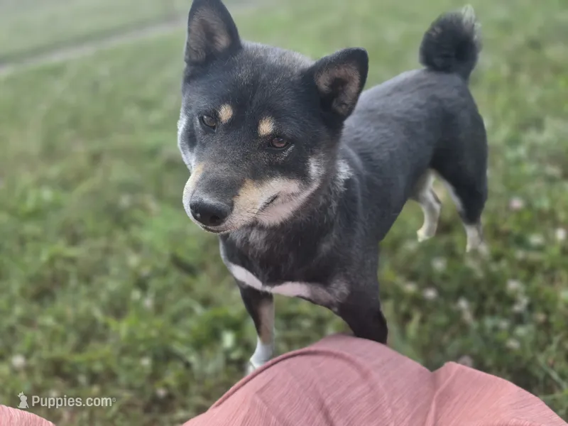 Layla – Shiba Inu puppy for sale in Grabill, IN