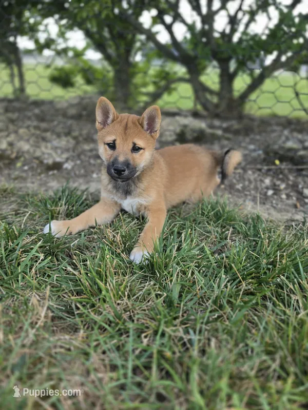 Charlie – Shiba Inu puppy for sale in Grabill, IN