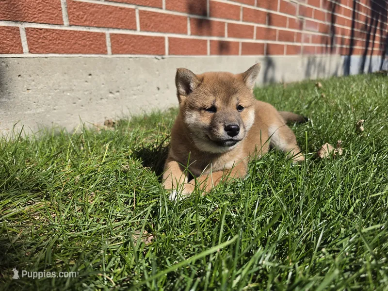 Krystal akc – Shiba Inu puppy for sale in Grabill, IN