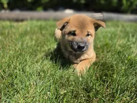 Oscar , a male Shiba Inu for sale in Grabill, IN – 3 of 3