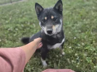 Layla, a female Shiba Inu for sale in Grabill, IN – 2 of 4
