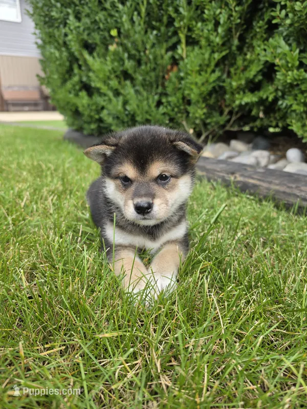 Kate AKC – Shiba Inu puppy for sale in Grabill, IN