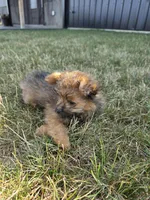 Max, a male Pomapoo for sale in Grabill, IN – 3 of 4