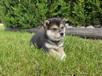 Kate AKC, a female Shiba Inu for sale in Grabill, IN – 3 of 3