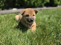 Oscar , a male Shiba Inu for sale in Grabill, IN – 2 of 3