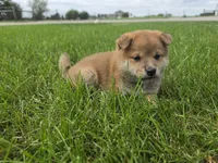 Knox AKC, a male Shiba Inu for sale in Grabill, IN – 3 of 3