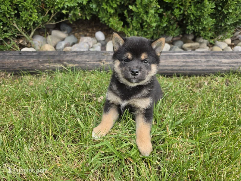 Kylie AKC – Shiba Inu puppy for sale in Grabill, IN