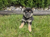 Kylie AKC, a female Shiba Inu for sale in Grabill, IN – 1 of 2