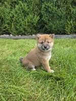Krystal akc, a female Shiba Inu for sale in Grabill, IN – 2 of 3