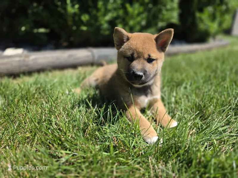Charlie – Shiba Inu puppy for sale in Grabill, IN