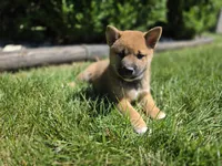 Charlie, a male Shiba Inu for sale in Grabill, IN – 1 of 3