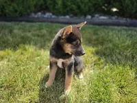 Chloe, a female Shiba Inu for sale in Grabill, IN – 2 of 3