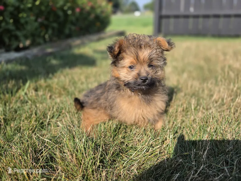 Max – Pomapoo puppy for sale in Grabill, IN