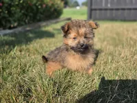 Max, a male Pomapoo for sale in Grabill, IN – 1 of 4