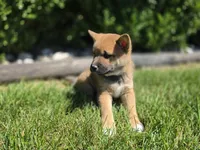 Charlie, a male Shiba Inu for sale in Grabill, IN – 2 of 3