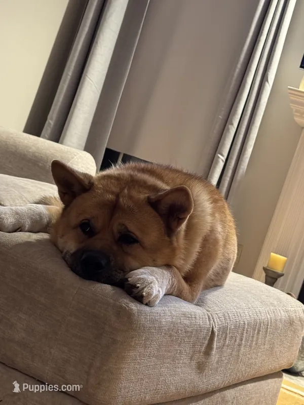 Nico – Akita puppy for sale in Saint James, NY