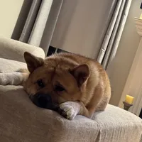 Nico, a male Akita for sale in Saint James, NY – Photo 4 of 7